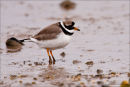 Ringed plover