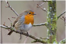Woodland robin