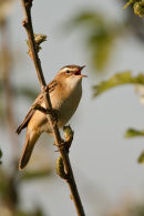 Sedge warbler