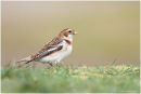 Snow bunting