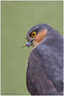 Sparrowhawk stare