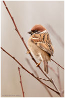 Tree sparrow portrait