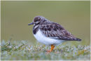 Turnstone portrait