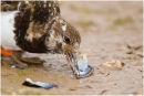 Turnstone eating mussel