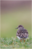 Turnstone portrait