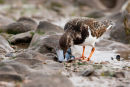 Turnstone