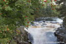 01M-2868 Rowan Berries and the River Tees at Low Force Bowlees Upper Teesdale County Durham UK.