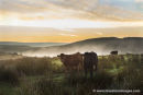 01M-3416a Cows in Pre Dawn Light with Mist Rising from the Tees Valley Behind, Cronkley Area of Upper Teesdale