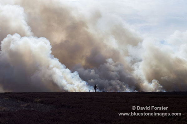 01M-8504 Heather Burning in Upper Teesdale County Durham