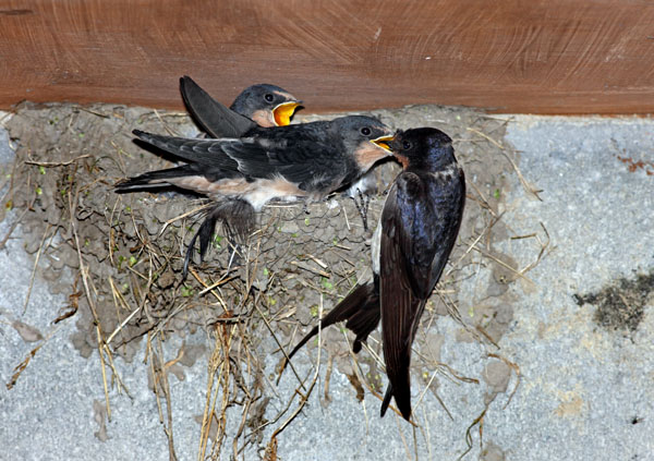 02D-8737 Adult Swallow Hirundo rustica Feeding its Young at the Nest United Kingdom