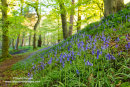 02M-1835 Bluebells Hyacinthoides non-scripta Upper Teesdale County Durham UK
