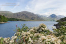 02M-2185 Hawthorn Flowers and the View Across Wastwater Towards Middle Fell and Yewbarrow Lake District Cumbria