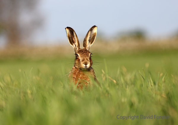 03D-2590a Brown Hare Lepus europaeus.