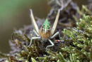 03D-3350 Common Green Grasshopper Omocestus viridulus