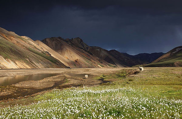 03D-4739 Storm Clouds over the Barmur Rhyolite Mountains with Icelandic Sheep Next to the River Jokulgilskvisl at Landmannalaugar in the Fjallabak Area of Iceland.