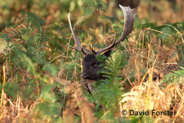 03D-8783 Fallow Deer Stag Dama Dama Surrounded by Bracken in Autumn