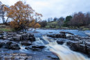 03M-0152 Autumn Tree on the River Tees at Night, Low Force Bowlees Teesdale County Durham UK