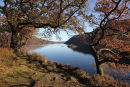 04D-0352 Autumn Oak Trees and Norfolk Island on Ullswater Lake District Cumbria UK.