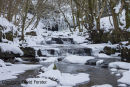 05D-0438 Bowlees Beck with the Waterfall in front of Gibson's Cave (Summerhill Force) Frozen Bowlees Upper Teesdale County Durham UK
