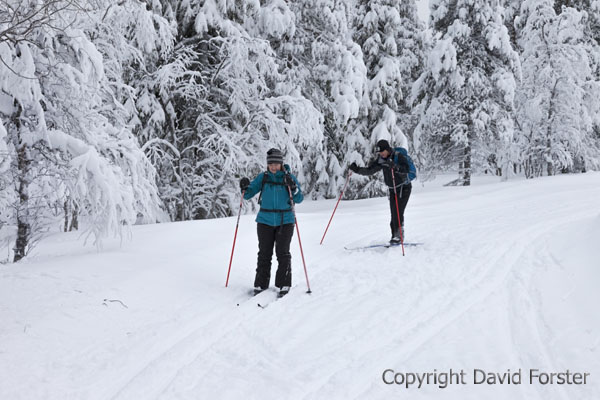 05D-0841 Cross Country Skiers in the Pallas-Yllastunturi National Park Near Yllas in Finnish Lapland Finland.