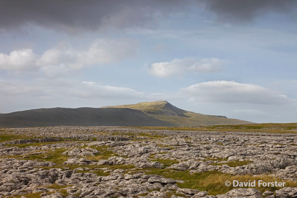 05D-4765 Whernside from White Scars on the Lower Slopes of Ingleborough Yorkshire Dales UK