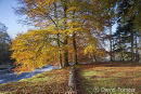 05D-7751 Autumn Beech Trees on the Banks of the River Tees Near Low Force and Wynch Bridge Bowlees Upper Teesdale County Durham UK