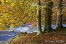05D-7755 Autumn Beech Trees on the Banks of the River Tees Near Low Force and Wynch Bridge Bowlees Upper Teesdale County Durham UK.