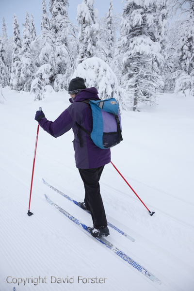 06D-0999 Cross Country Skier Pallas-Yllastunturi National Park Near Yllas in Finnish Lapland Finland