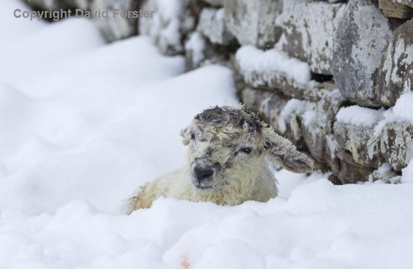 06D-2631 Newborn Lamb in Snow UK