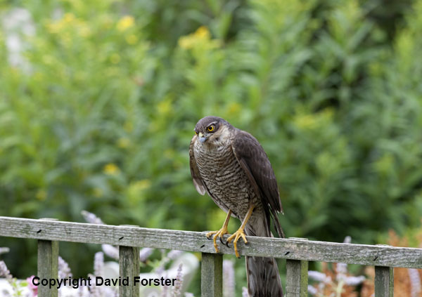 06D-2708 Sparrowhawk Accipiter nisus in Garden Environment England UK.