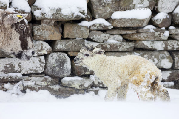 06D-2710 Sheep with lamb born during heavy snowfall UK