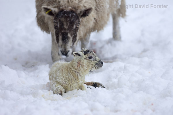 06D-2746 Mother and Newborn Lamb UK