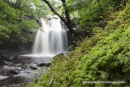 06D-2809 Moss Spore Capsules with Summerhill Force Behind Bowlees Upper Teesdale County Durham UK.