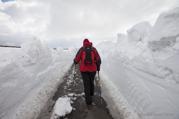 06D-4181 Walker Walking between walls of snow on the road alongside Cow Green reservoir in Upper Teesdale County Durham UK.