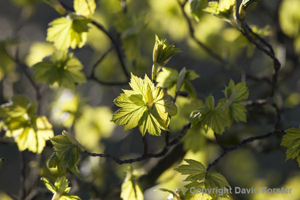 06D-5314 Sycamore Acer pseudoplatanus Leaves Illuminated by Early Morning Spring Sunshine UK.