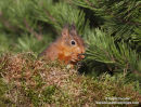 06D-5461a Red Squirrel Sciurus vulgaris North Pennines England UK