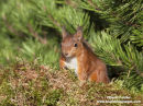 06D-5489a Red Squirrel Sciurus vulgaris North Pennines England UK