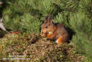 06D-5591 Red Squirrel Sciurus vulgaris North Pennines England UK