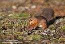 06D-5673 Red Squirrel Sciurus vulgaris North Pennines England UK