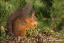 06D-5791 Red Squirrel Sciurus vulgaris North Pennines England UK