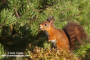 06D-5802 Red Squirrel Sciurus vulgaris North Pennines England UK