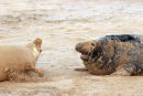 07-0626 Male and Female  Adult Grey Seals (Halichoerus grypus) With Female Showing Aggression UK