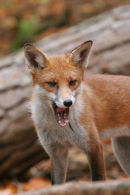 07-4032  Red Fox (Vulpes vulpes)