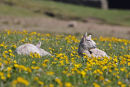 10-9739 Lambs Lazing in Flower Meadow Upper Teesdale