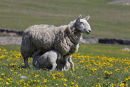 10-9752 Ewe Feeding Lambs in Flower Meadow Upper Teesdale