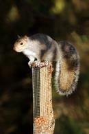 1074  Grey Squirrel (Sciurus carolinensis) on Feeder.