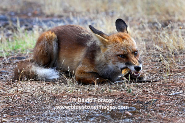 11-0353 Red Fox Vulpes Vulpes Eating Bread Left in a Picnic Area. It is NOT showing Aggression.