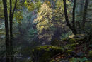 Early Autumn Woodland, Ariege, Pyrenees, France