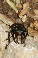 8704  Male Stag Beetle (Lucanus cervus)