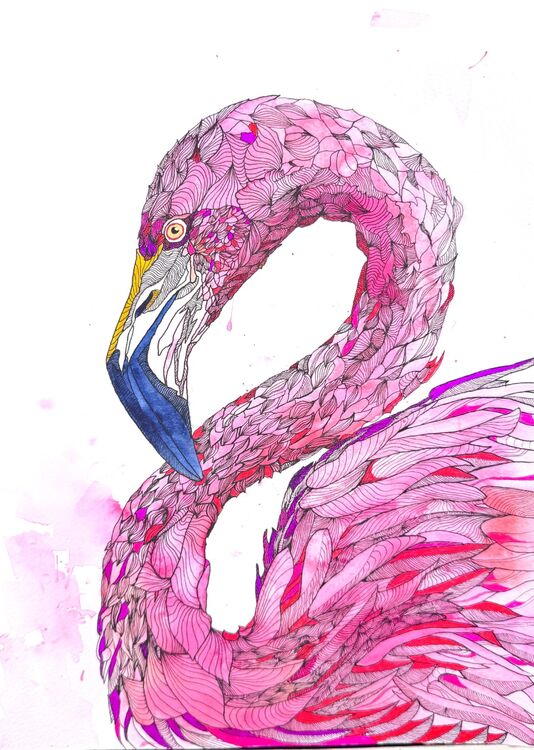 Flamingo